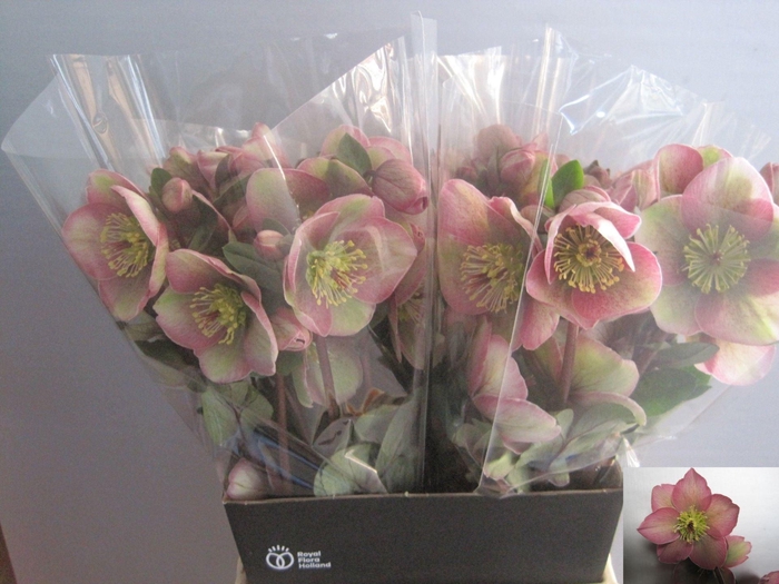 <h4>HELLEB BAYLIS BLUSH</h4>