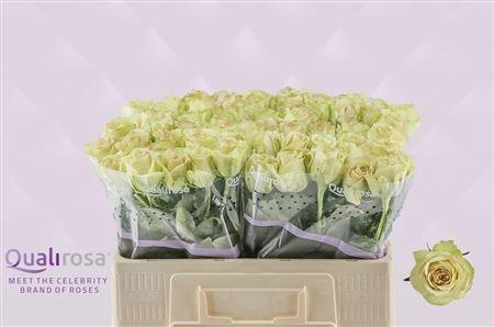 <h4>R GR HYPNOSE@</h4>