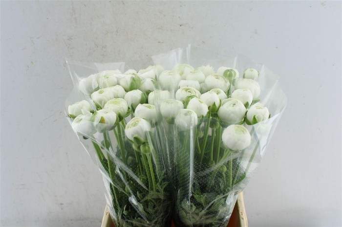 <h4>Ran Aazur White</h4>