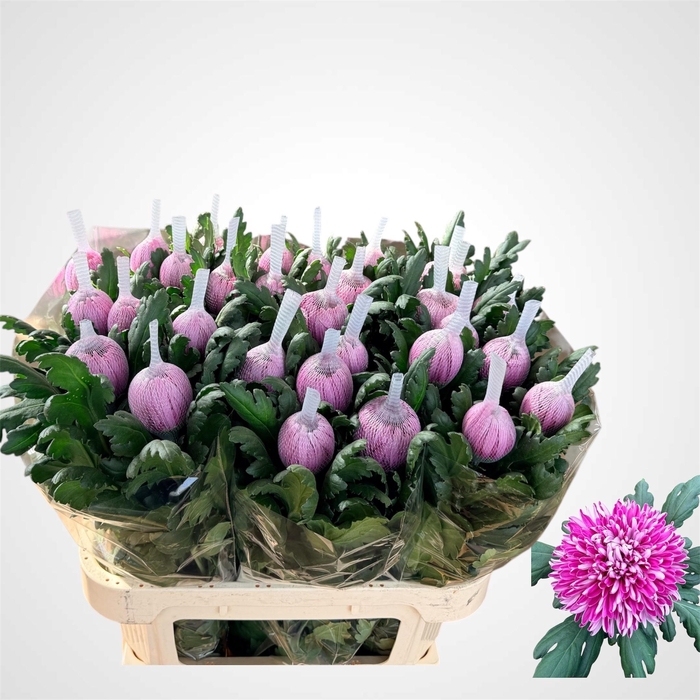 <h4>CHR G HORNBILL DARK</h4>
