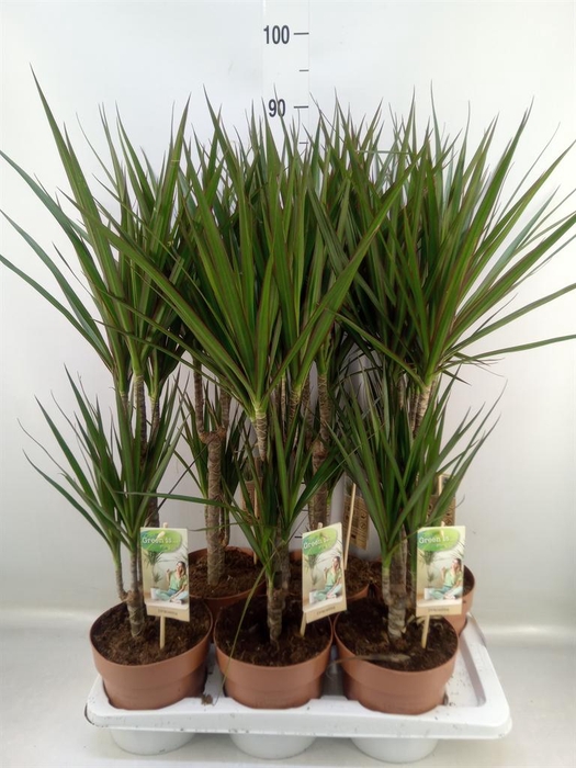 <h4>Dracaena marg.</h4>
