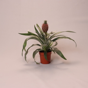 Ananas  'Rosita'