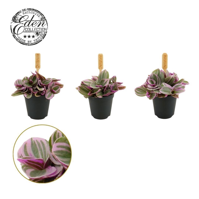 <h4>Tradescantia Sweetness 5,5cm</h4>