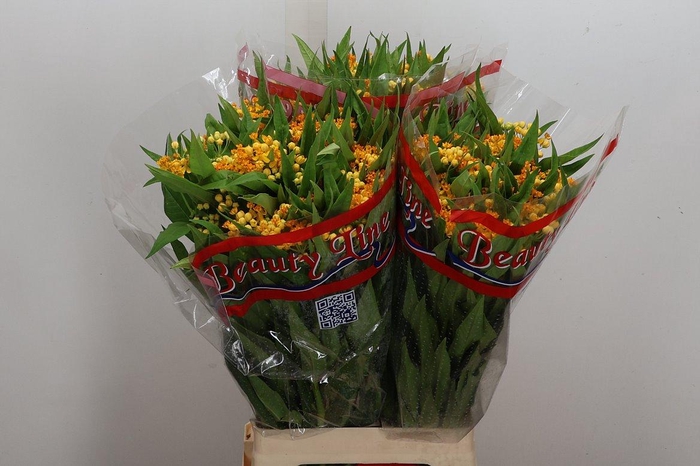 <h4>Ascl C Silky Gold</h4>