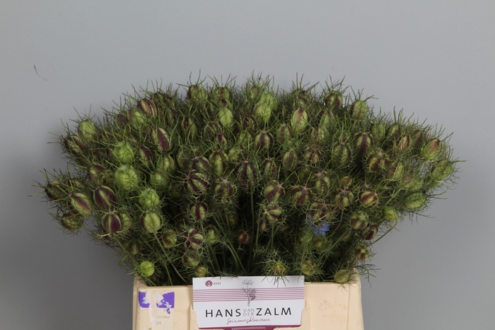 <h4>Nige Damascena Zd</h4>
