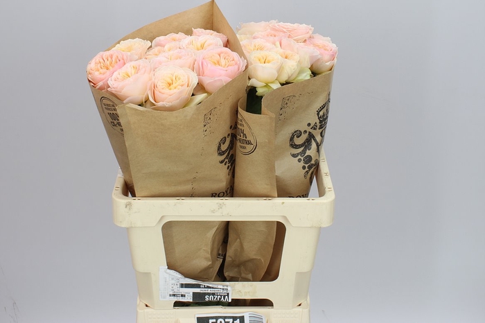 <h4>Rosa Gr Gar Georgi Gardens!</h4>