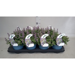 Nepeta faassenii  'Purrsian Blue'