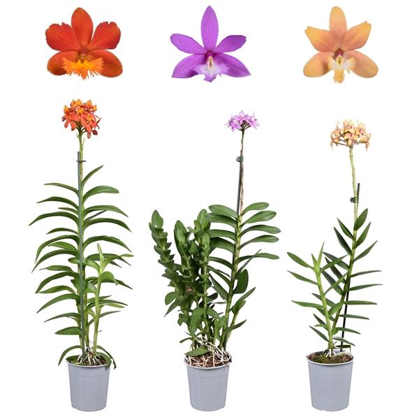 <h4>Epidendrum overig</h4>