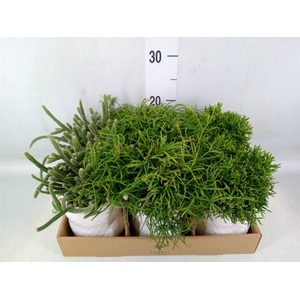 Rhipsalis   ...mix