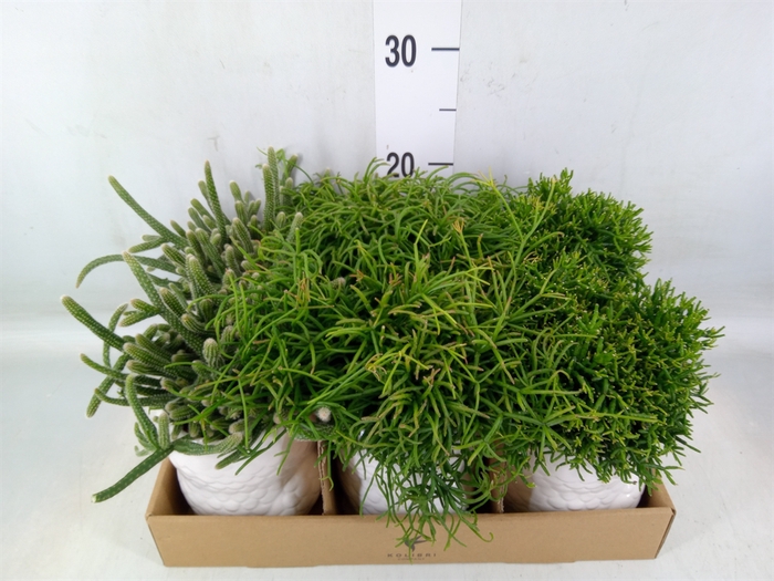 <h4>Rhipsalis   ...mix</h4>