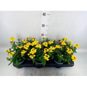 Nemesia  'Sunmesia Yellow'