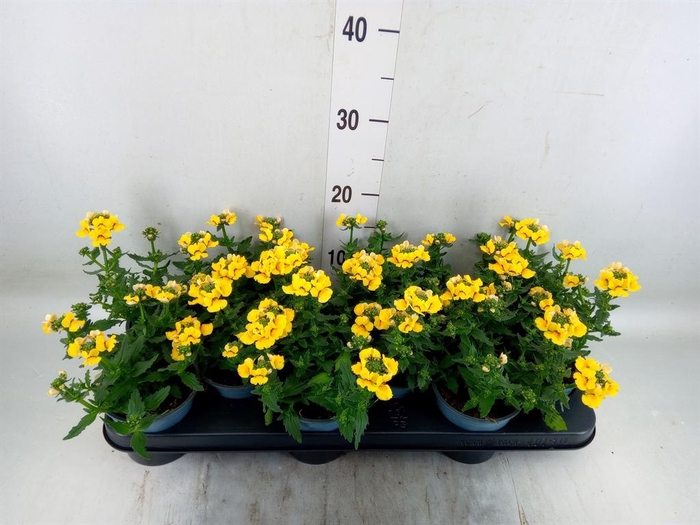 <h4>Nemesia  'Sunmesia Yellow'</h4>