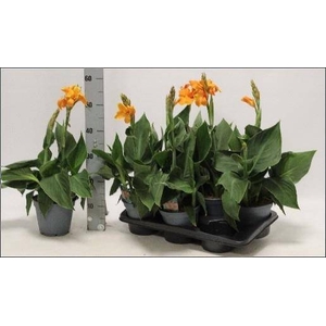 CANNA MADEIRA