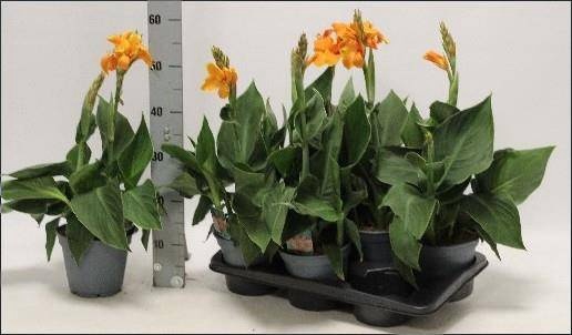 <h4>CANNA MADEIRA</h4>