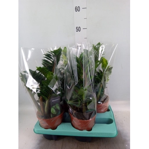 Zamioculcas zamiifolia 'Zenzi'