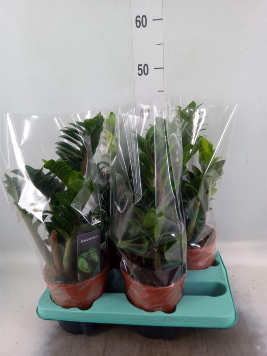 <h4>Zamioculcas zamiifolia 'Zenzi'</h4>