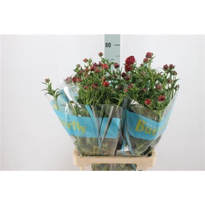 Ranunculus Butterfly Hades Red 70cm