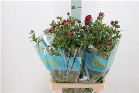 <h4>Ranunculus Butterfly Hades Red 70cm</h4>