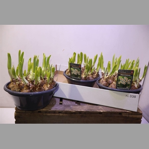 Narc Barret Browning