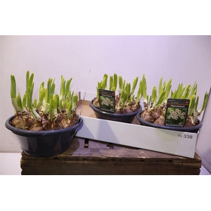 arr8 Narc Barret Browning