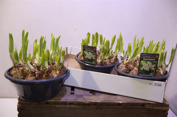 <h4>arr8 Narc Barret Browning</h4>