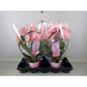 Phalaenopsis   ...