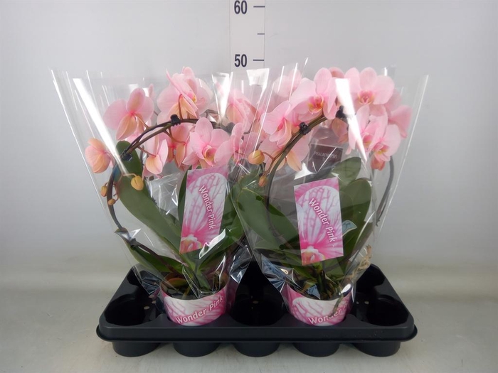 <h4>Phalaenopsis   ...</h4>