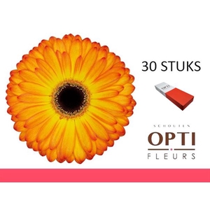 GE GR CATWALK-Doosx30