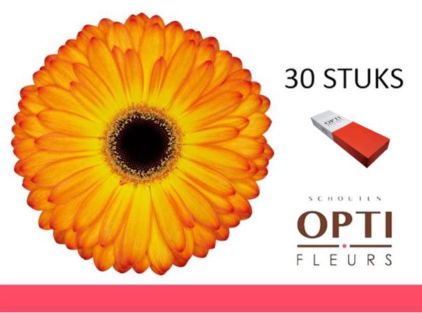 <h4>GE GR CATWALK-Doosx30</h4>