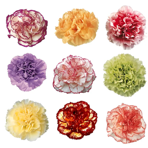 DI ST ASSORTED STANDARD Tessa