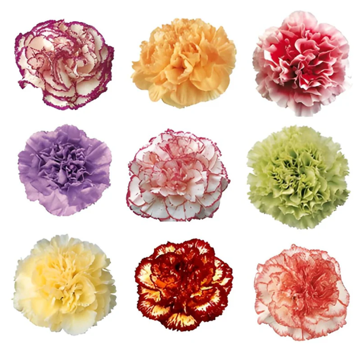 <h4>DI ST ASSORTED STANDARD Tessa</h4>