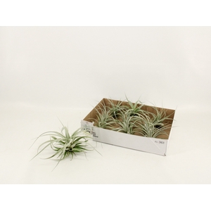 TILLANDSIA XEROGRAPH