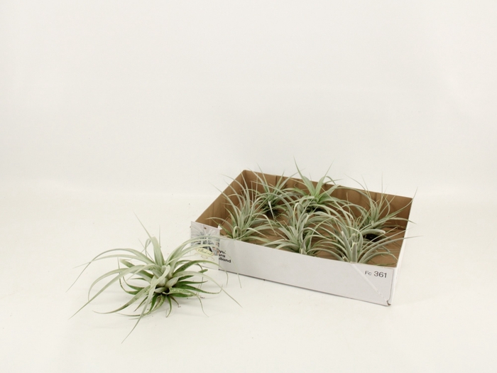 <h4>TILLANDSIA XEROGRAPH</h4>