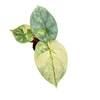 Alocasia