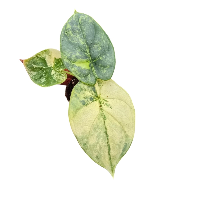 Alocasia