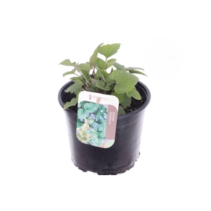Brunnera macrophylla
