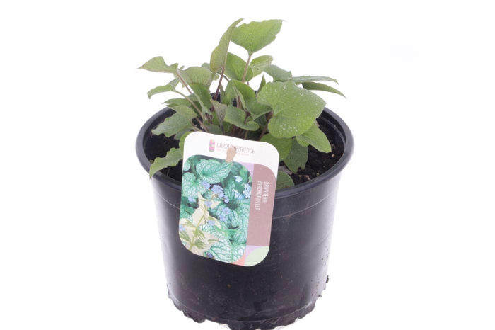 <h4>Brunnera macrophylla</h4>