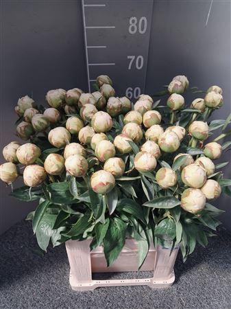 <h4>Paeo L Bowl Of Cream</h4>