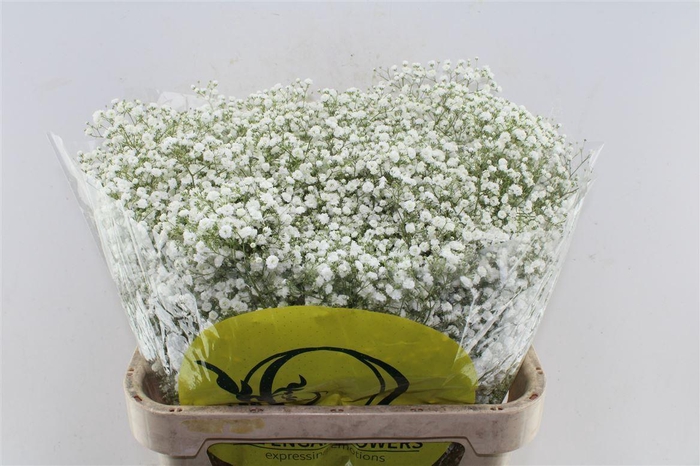 <h4>Gyps Pa Xlence</h4>