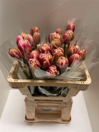 <h4>Tu Du Drumline</h4>