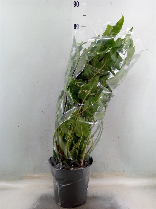 <h4>Philodendron  'Xanadu'</h4>