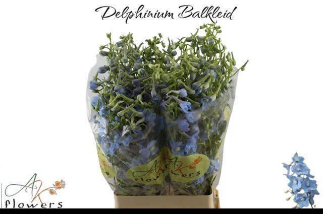 <h4>DELPH EN BALLKLEID</h4>