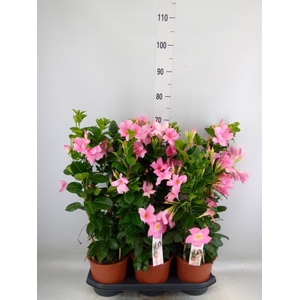 Mandevilla sand. 'SumStar Pink Mag'