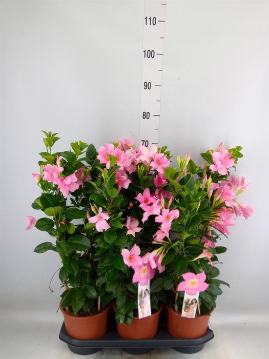 <h4>Mandevilla sand. 'SumStar Pink Mag'</h4>