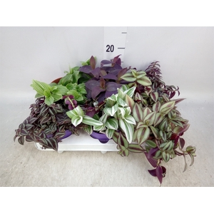 Tradescantia   ...mix