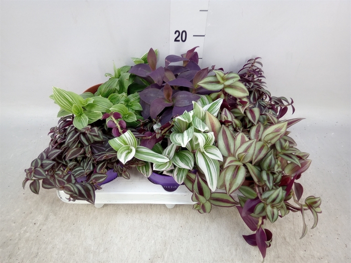 <h4>Tradescantia   ...mix</h4>