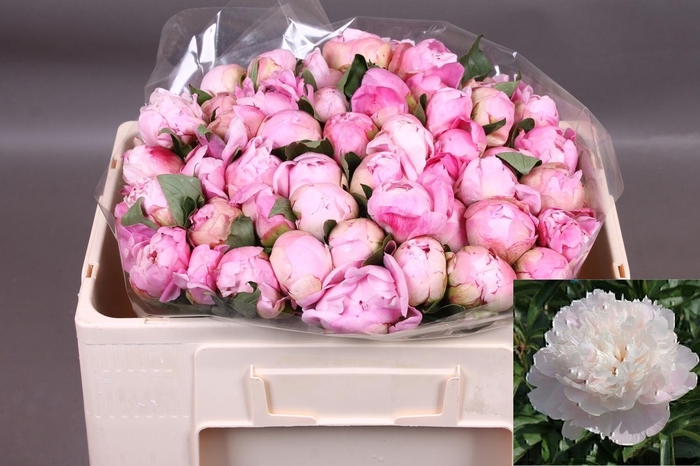 <h4>PAEO L CATH FONTIJN</h4>