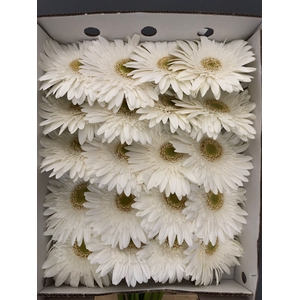 Gerbera Gr White