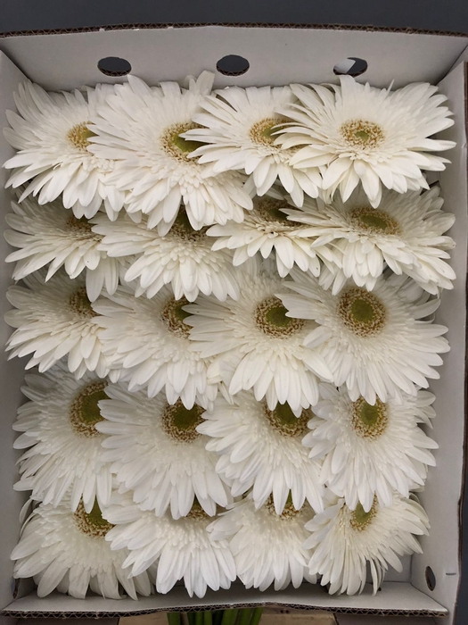 Gerbera Gr White