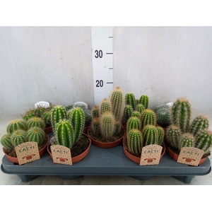 Cactus   ...mix